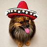 Hermes participe au concours pour gagner de l'argent avec cette photo : dog, pomeranian, sombrero, hat, red_hat, tongue_out, fluffy, small_dog, cute, pet, animal, portrait, studio_shot, isolated, happy, playful, brown_fur, long_fur, adorable, festive