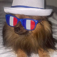 Hermes participe au concours pour gagner de l'argent avec cette photo : dog, fluffy, hat, fedora, sunglasses, blue, white, red, fashion, pet, canine, portrait, indoor, cute, accessory, face, nose, fur, lying_down, bed