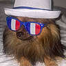 dog, fluffy, hat, fedora, sunglasses, blue, white, red, fashion, pet, canine, portrait, indoor, cute, accessory, face, nose, fur, lying_down, bed