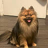 Hermes participe au concours pour gagner de l'argent avec cette photo : dog, pomeranian, pet, smiling, happy, fluffy, indoor, floor, wooden_floor, tongue_out, sitting, animal, cute, furry, brown, black, tail, ears, door, house