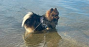 Hermes participe au concours pour gagner de l'argent avec cette photo : animal, beach, calm, daytime, dog, fluffy, harness, landscape, leash, nature, outdoor, pet, quiet, reflection, sand, shore, sky, small_dog, sunny, water
