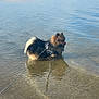 dog, water, beach, sand, harness, reflection, outdoor, sky, calm, sunny, leash, small_dog, fluffy, nature, shore, animal, pet, daytime, landscape, quiet