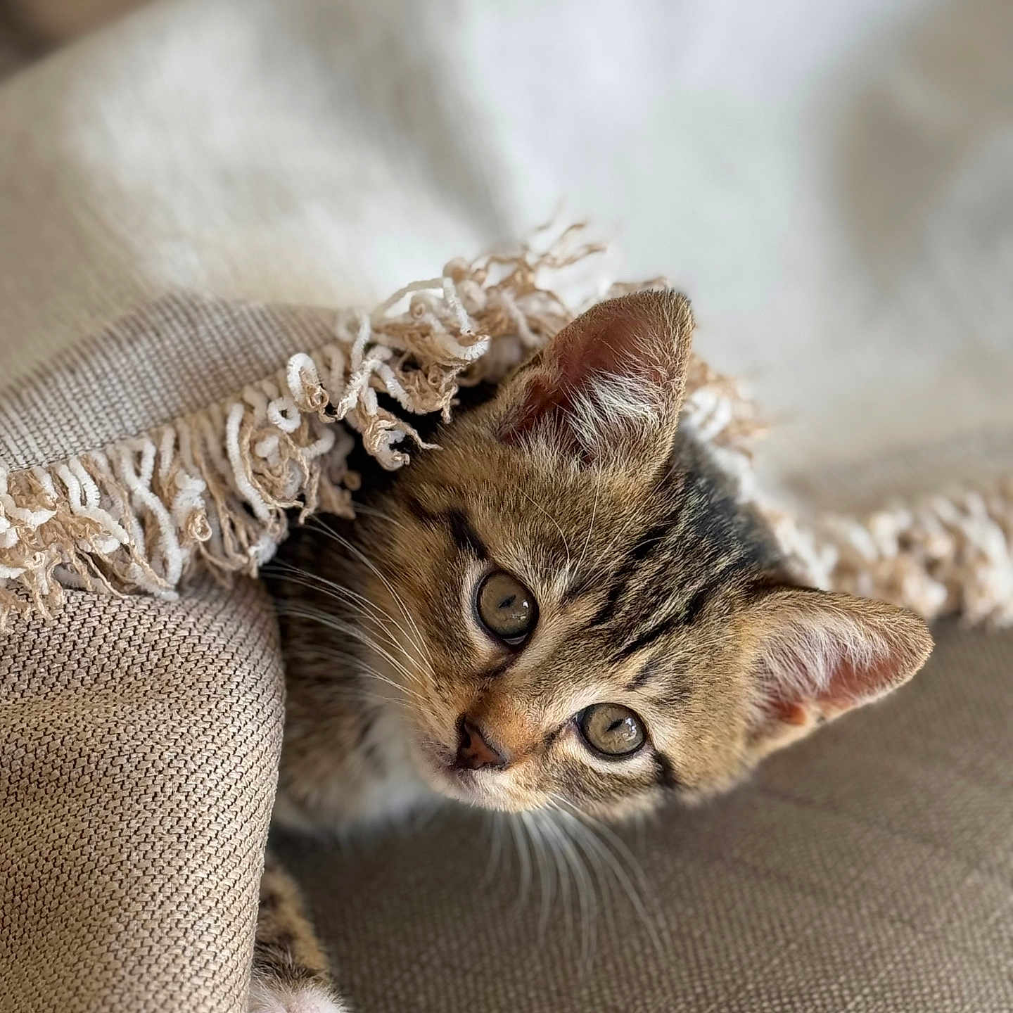 Fuji participe au concours pour gagner de l'argent avec cette photo : kitten, cat, tabby, pet, animal, cute, cozy, blanket, fringe, paw, couch, indoor, curious, fur, whiskers, young, sleepy, soft, relaxed, domestic