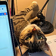 Fuji participe au concours pour gagner de l'argent avec cette photo : cat, tabby, desk, notebook, tablet, lamp, paw, drawer, workspace, office, curious, upside_down, whiskers, eyes, striped, paper, writing, technology, indoor, cozy