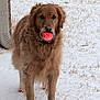 dog, golden_retriever, ball, snow, grass, outdoor, pet, animal, fur, playful, winter, fetch, canine, nature, standing, nose, mouth, ears, collar, paw