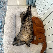 Devron participe au concours pour gagner de l'argent avec cette photo : cat, tabby_cat, pet, animal, lying_down, belly_up, relaxed, sleepy, playful, stuffed_animal, toy_monkey, cushion, blanket, indoor, home, tile_floor, rug, curtain, cozy, funny_pose