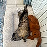 cat, tabby_cat, pet, animal, lying_down, belly_up, relaxed, sleepy, playful, stuffed_animal, toy_monkey, cushion, blanket, indoor, home, tile_floor, rug, curtain, cozy, funny_pose