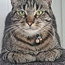 Devron participe au concours pour gagner de l'argent avec cette photo : cat, tabby, pet, animal, portrait, close_up, green_eyes, whiskers, ears, striped_fur, collar, bell, sitting, crossed_paws, scratching_post, indoor, home, door, gray, serious_expression