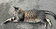 Devron participe au concours pour gagner de l'argent avec cette photo : cat, tabby_cat, animal, pet, feline, striped_fur, lying_down, relaxed, tongue_out, blep, outdoor, pavement, asphalt, road, gray_background, whiskers, ears, tail, legs, sunbathing