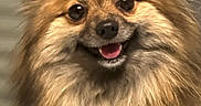 Stella a rejoint le concours — aidez-le/la à gagner de superbes lots ! dog, fluffy_dog, small_dog, long_fur, brown_fur, tan_fur, black_nose, open_mouth, pink_tongue, shiny_eyes, perky_ears, happy, portrait, close_up, pet, indoors, blurred_background, animal, cute, furry