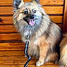 Stella participe au concours pour gagner de l'argent avec cette photo : dog, fluffy_dog, small_dog, long_hair, pointed_ears, tongue_out, smiling, sitting, leash, collar, pet, animal, portrait, indoors, wooden_floor, wooden_wall, brown_fur, cute, happy, close_up
