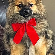 Stella a rejoint le concours — aidez-le/la à gagner de superbes lots ! dog, canine, fluffy, long_hair, brown_fur, black_fur, tan_fur, red_bow, bow_tie, portrait, sitting, indoors, couch, pet, animal, ears, eyes, nose, formal_attire, cute