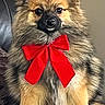 dog, canine, fluffy, long_hair, brown_fur, black_fur, tan_fur, red_bow, bow_tie, portrait, sitting, indoors, couch, pet, animal, ears, eyes, nose, formal_attire, cute