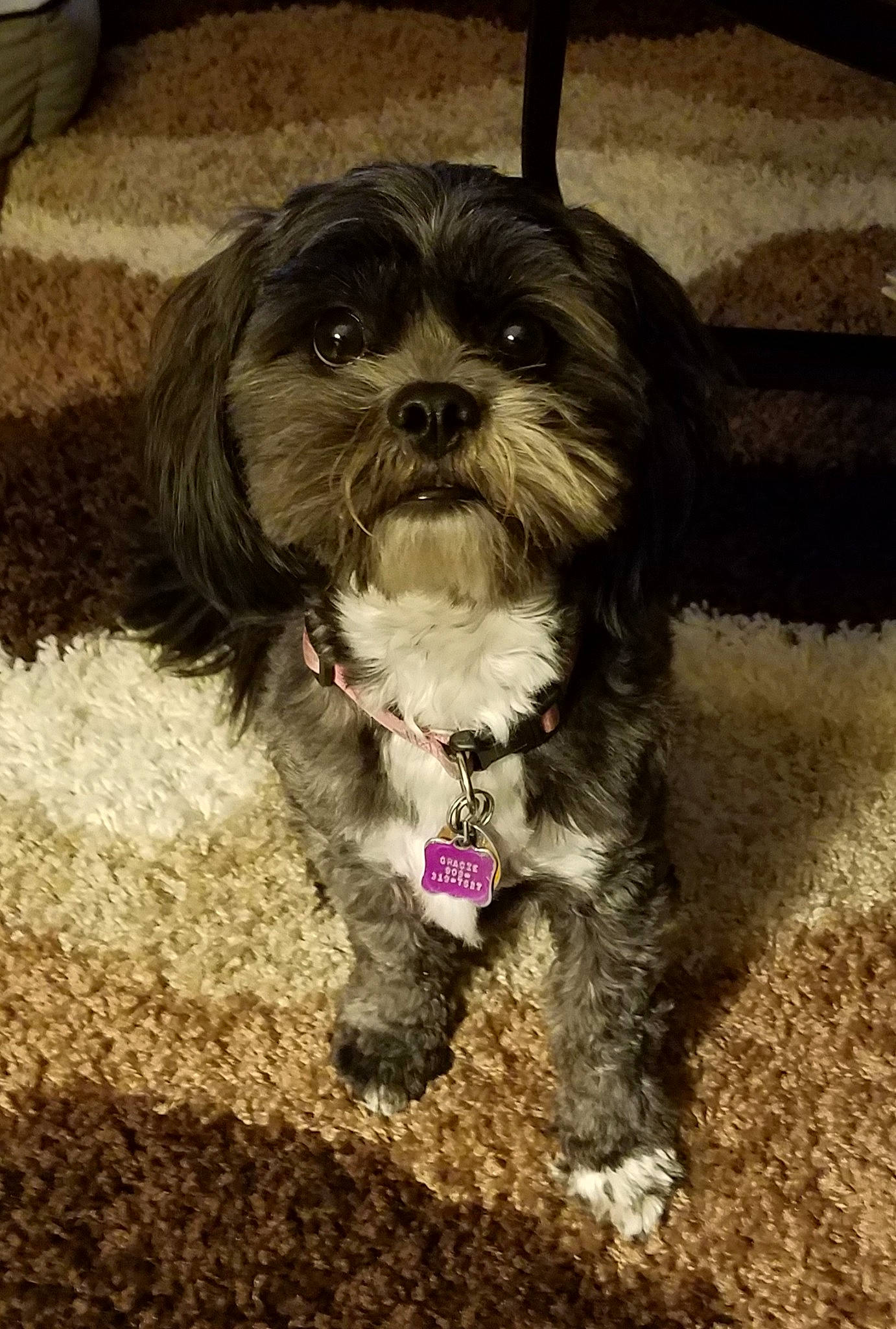 Gracie is registered to the contest to win money with this photo: canidae, carnivore, companion_dog, dog, dog_breed, dog_collar, dog_supply, fawn, fur, liver, maltepoo, puppy_love, shih_tzu, small_terrier, snout, sporting_group, terrestrial_animal, terrier, toy_dog, working_animal