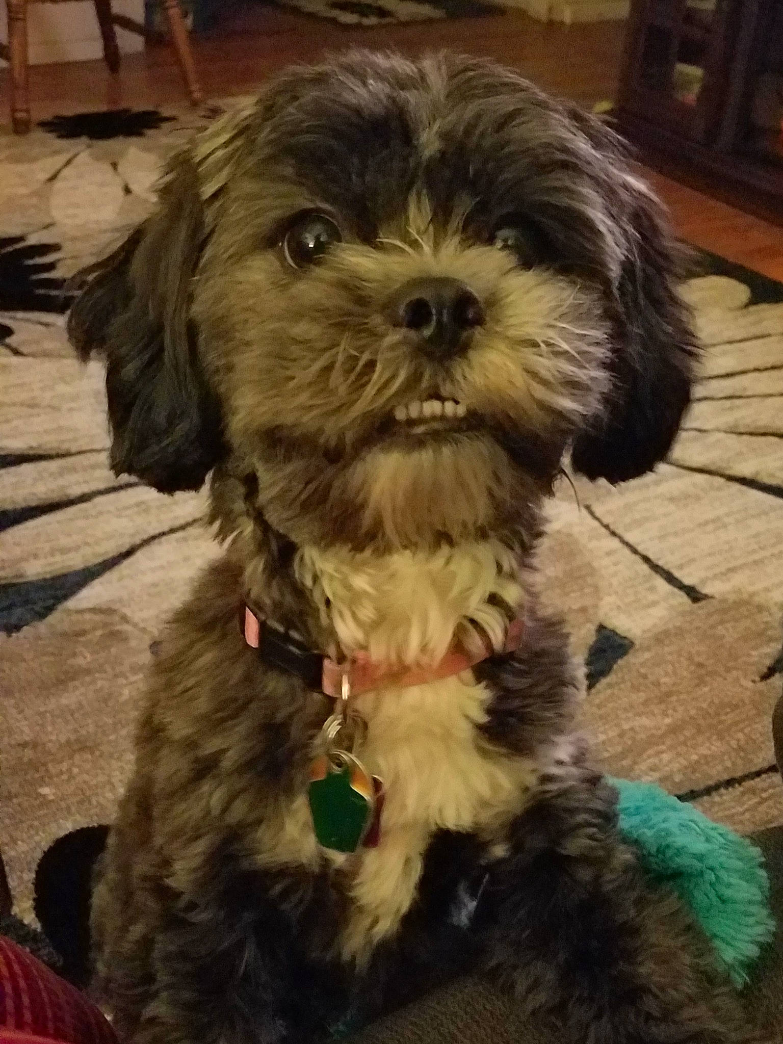 Gracie joined the competition — help win amazing prizes! canidae, carnivore, collar, companion_dog, dog, dog_breed, dog_collar, dog_supply, hardwood, liver, puppy_love, shih_poo, shih_tzu, small_terrier, snout, sporting_group, terrier, toy_dog, wood, working_animal