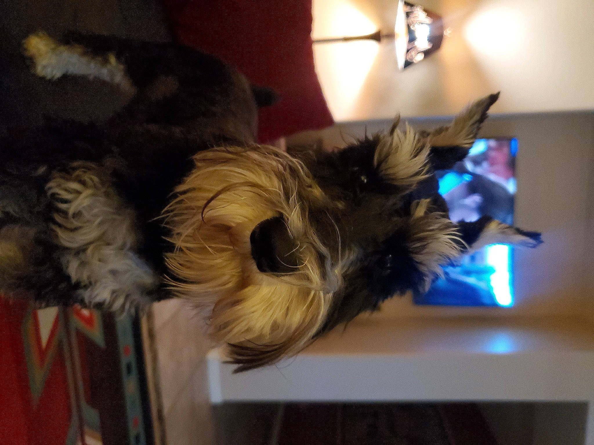 Walter is registered to the contest to win money with this photo: canidae, carnivore, companion_dog, dog, dog_breed, ear, felidae, fur, houseplant, room, schnauzer, small_terrier, small_to_medium_sized_cats, snout, sporting_group, tail, terrier, toy_dog, whiskers