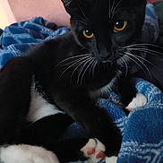 Ori is registered to the contest to win money with this photo: cat, tuxedo_cat, yellow_eyes, whiskers, black_fur, white_paws, pet, animal, indoor, blanket, blue_blanket, cozy, relaxed, close_up, feline, cute, paw_pads, soft_texture, domestic_cat, resting