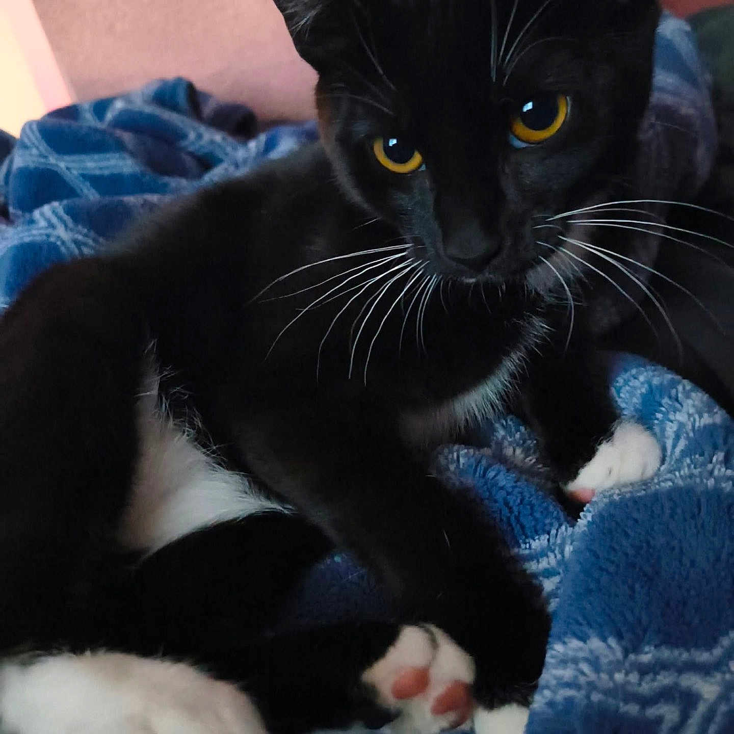 Ori