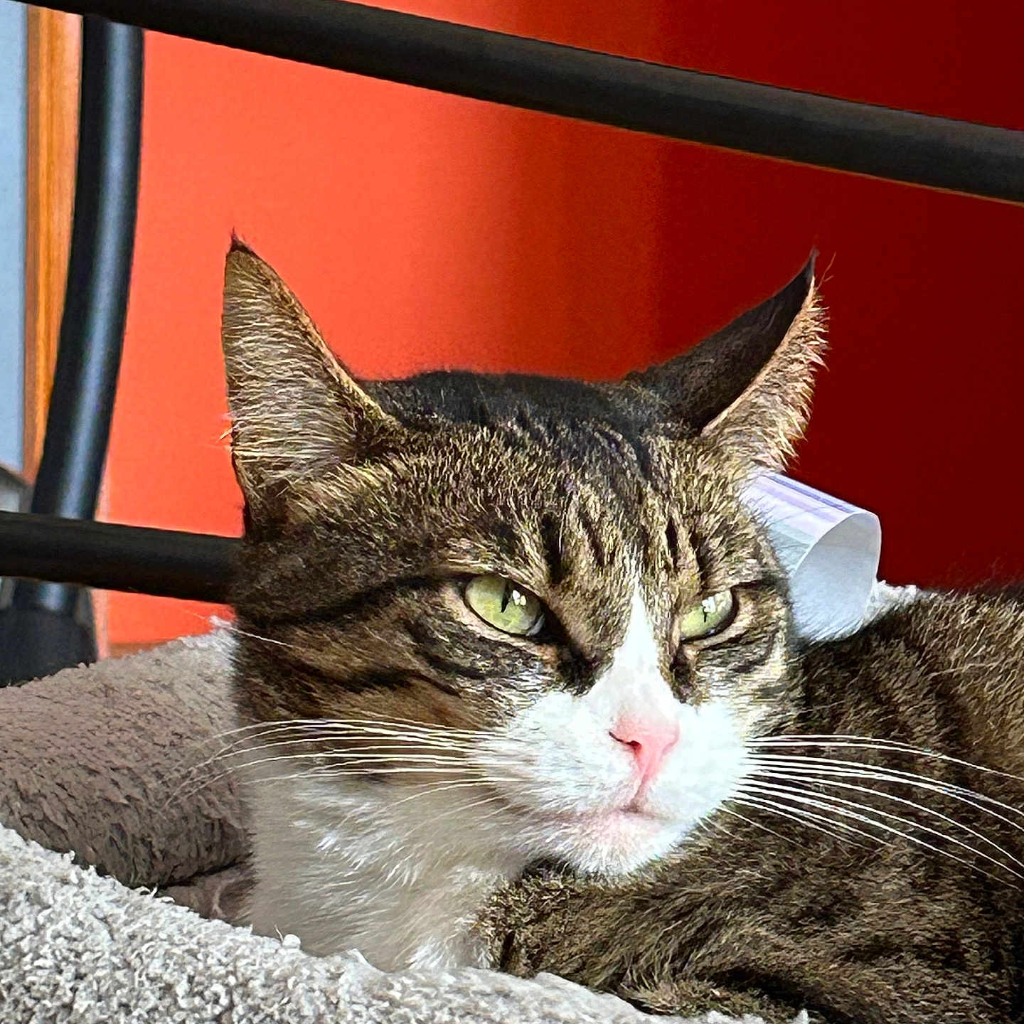 Asa participe au concours pour gagner de l'argent avec cette photo : animal, bed, cat, closeup, cozy, domestic_animal, ears, feline, fur, green_eyes, indoor, metal_bars, orange_wall, pet, pink_nose, portrait, relaxed, resting, tabby, whiskers