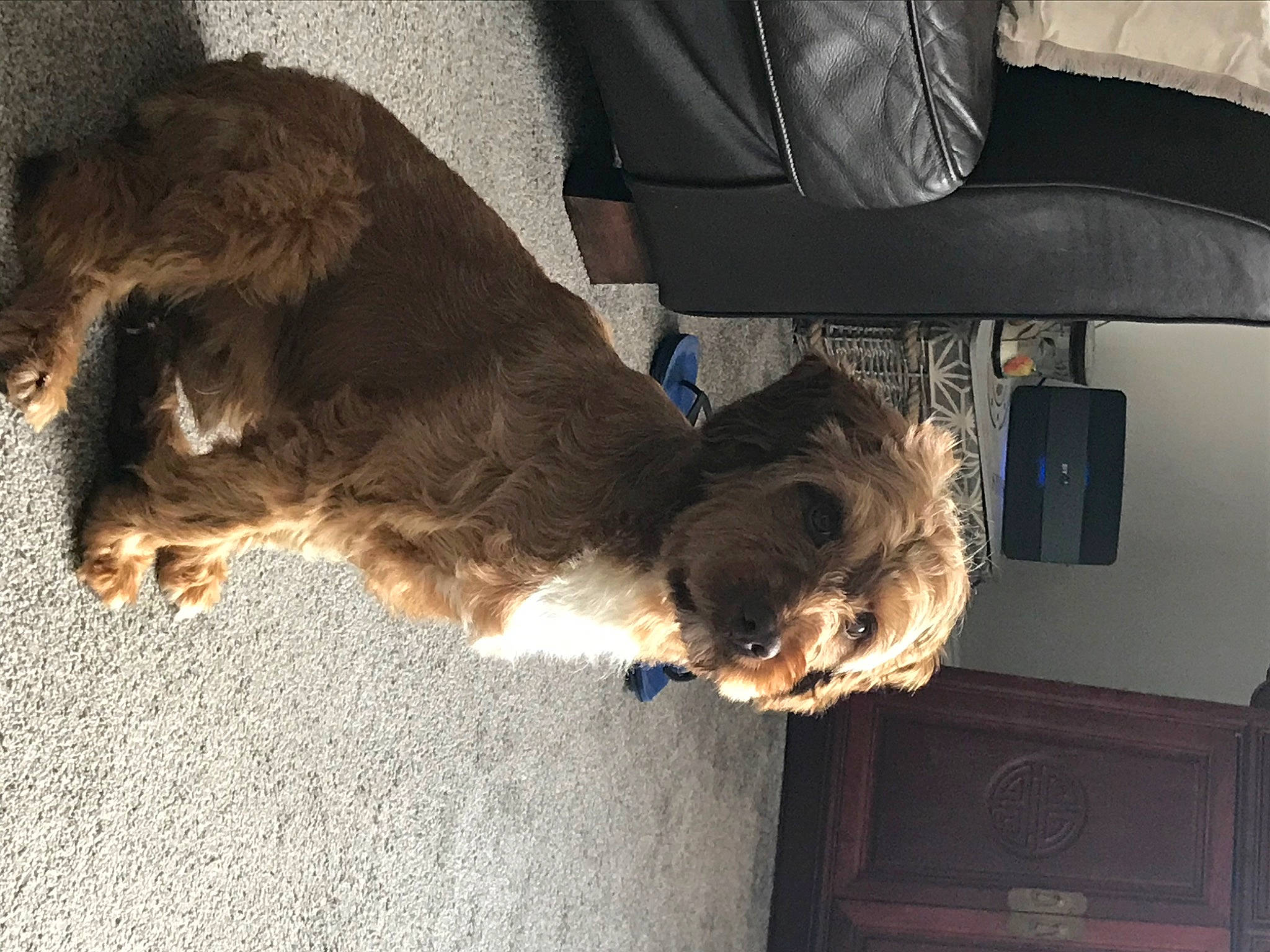 Kasper joined the competition — help win amazing prizes! canidae, carnivore, dog, dog_breed, fawn, fur, snout, spaniel, sporting_group