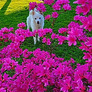 Alaska participe au concours pour gagner de l'argent avec cette photo : dog, white_dog, blue_eyes, flower, pink_flower, green_grass, garden, outdoor, sunlight, bush, pet, nature, canine, flora, shrub, summer, bright_colors, curious, animal, plant