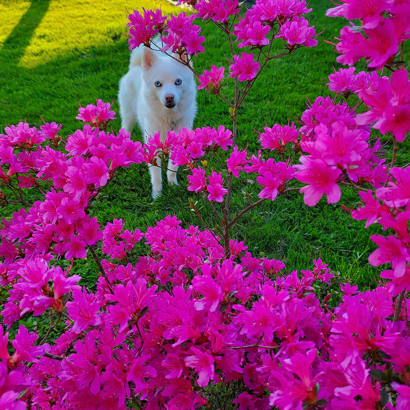 Alaska
