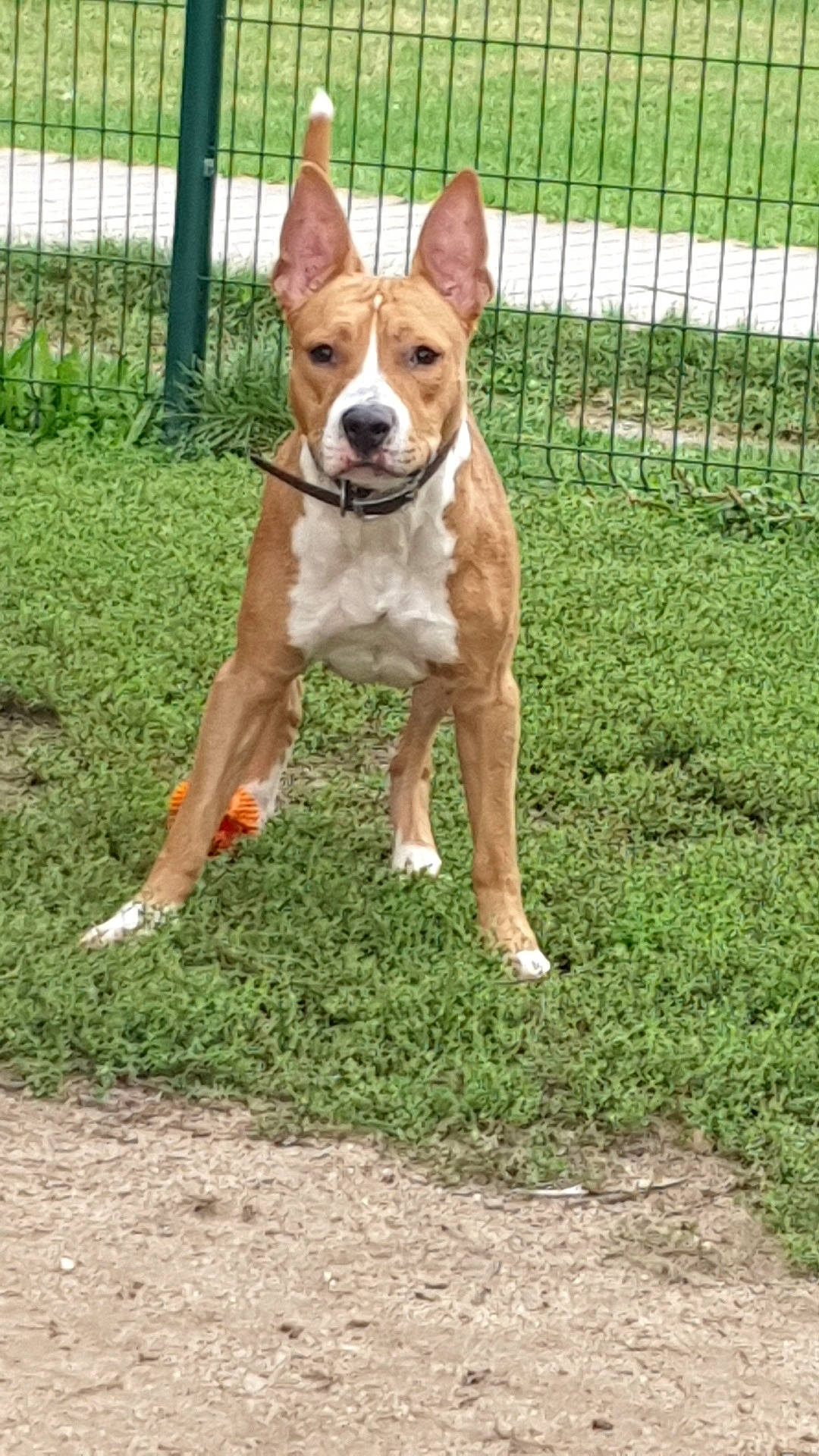 Pumbaa a rejoint le concours — aidez-le/la à gagner de superbes lots ! accessories, animal, backyard, boxer, bulldog, canine, dog, fence, grass, green, hound, lawn, nature, outdoors, pet, pitbull, plant, strap, summer, yard