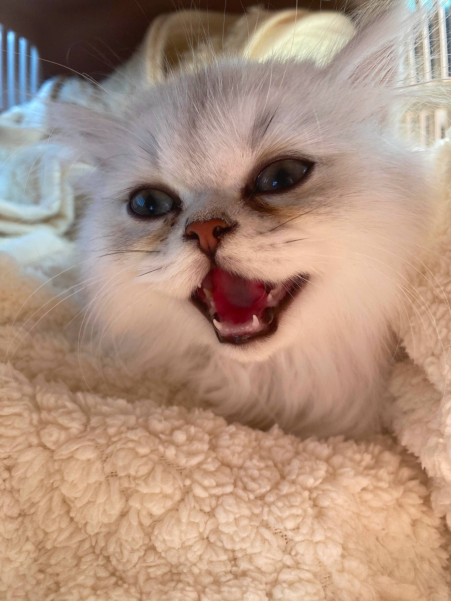 Eros a rejoint le concours — aidez-le/la à gagner de superbes lots ! carnivore, cat, fang, felidae, fur, iris, small_to_medium_sized_cats, snout, terrestrial_animal, whiskers