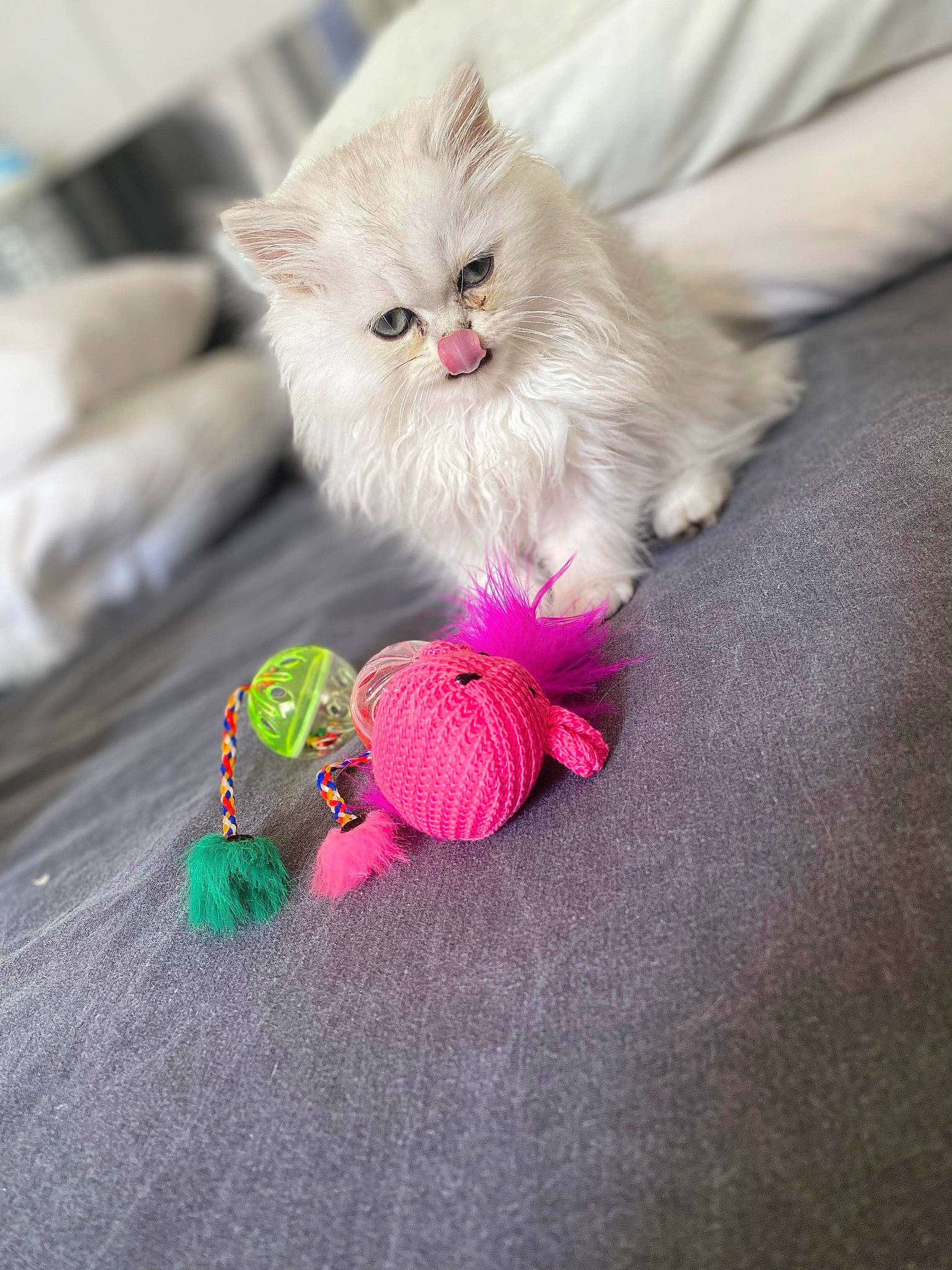 Eros participe au concours pour gagner de l'argent avec cette photo : art, carnivore, cat, cat_toy, claw, fashion_accessory, fawn, felidae, flooring, fur, magenta, pattern, paw, persian, plant, small_to_medium_sized_cats, tail, whiskers, wood, woolen