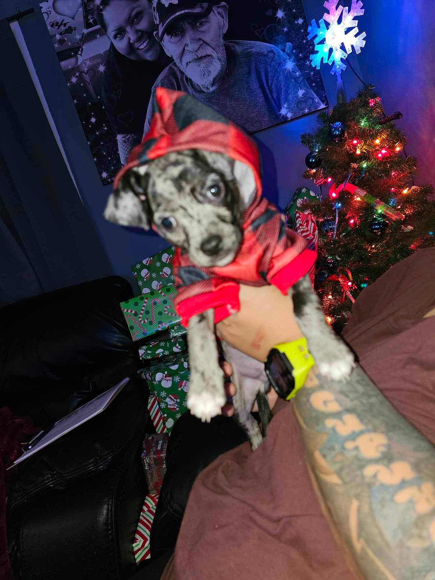 Romeo joined the competition — help win amazing prizes! carnivore, christmas, christmas_decoration, christmas_ornament, christmas_tree, companion_dog, dog, dog_breed, dog_clothes, dog_supply, event, fawn, fictional_character, fur, hat, holiday, holiday_ornament, picture_frame, plant, tree