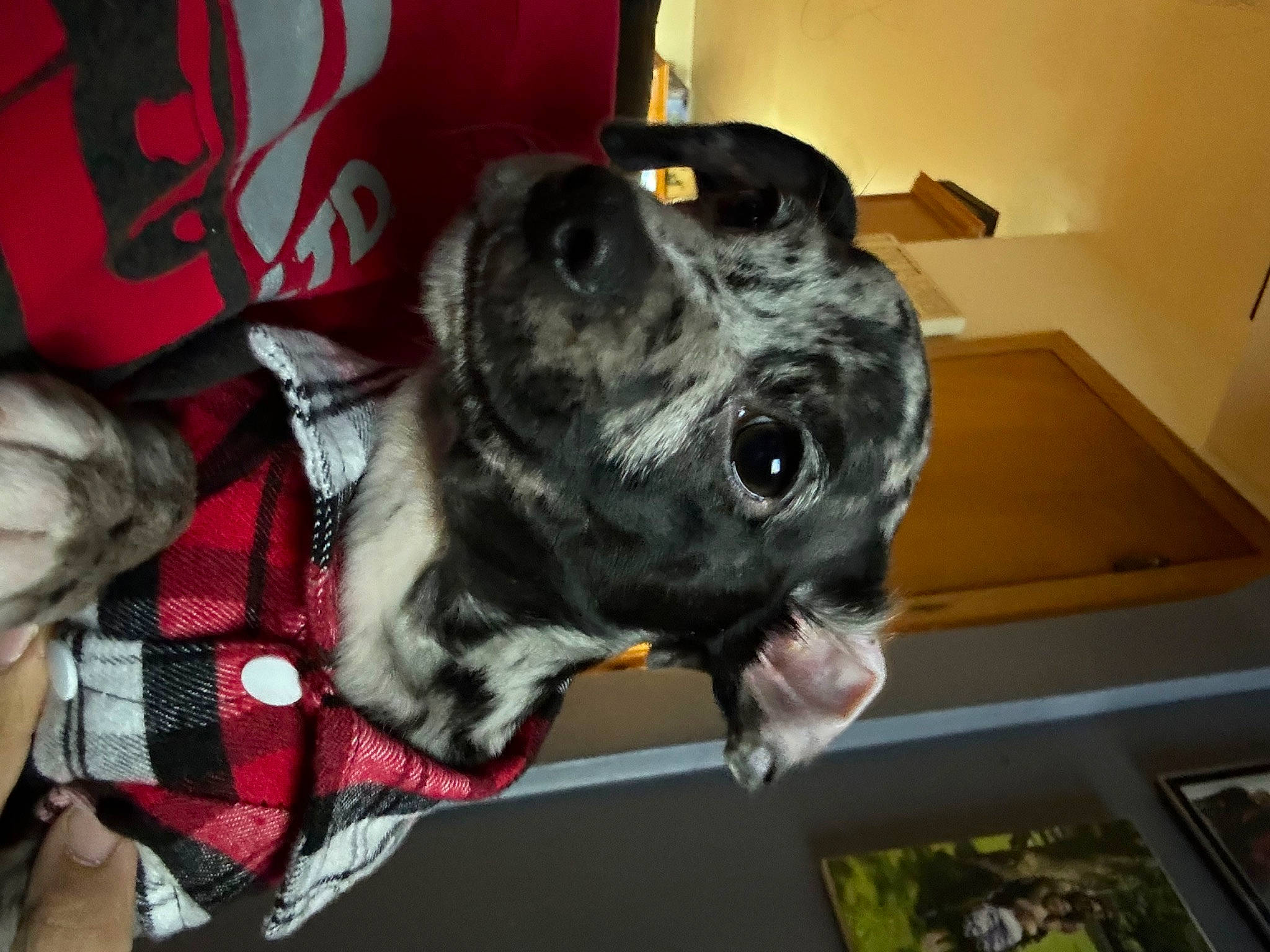 Romeo joined the competition — help win amazing prizes! canidae, carnivore, collar, companion_dog, dalmatian, dog, dog_breed, dog_clothes, dog_crate, dog_supply, fur, guard_dog, non_sporting_group, personal_protective_equipment, plaid, snout, sporting_group, tartan, whiskers, working_animal