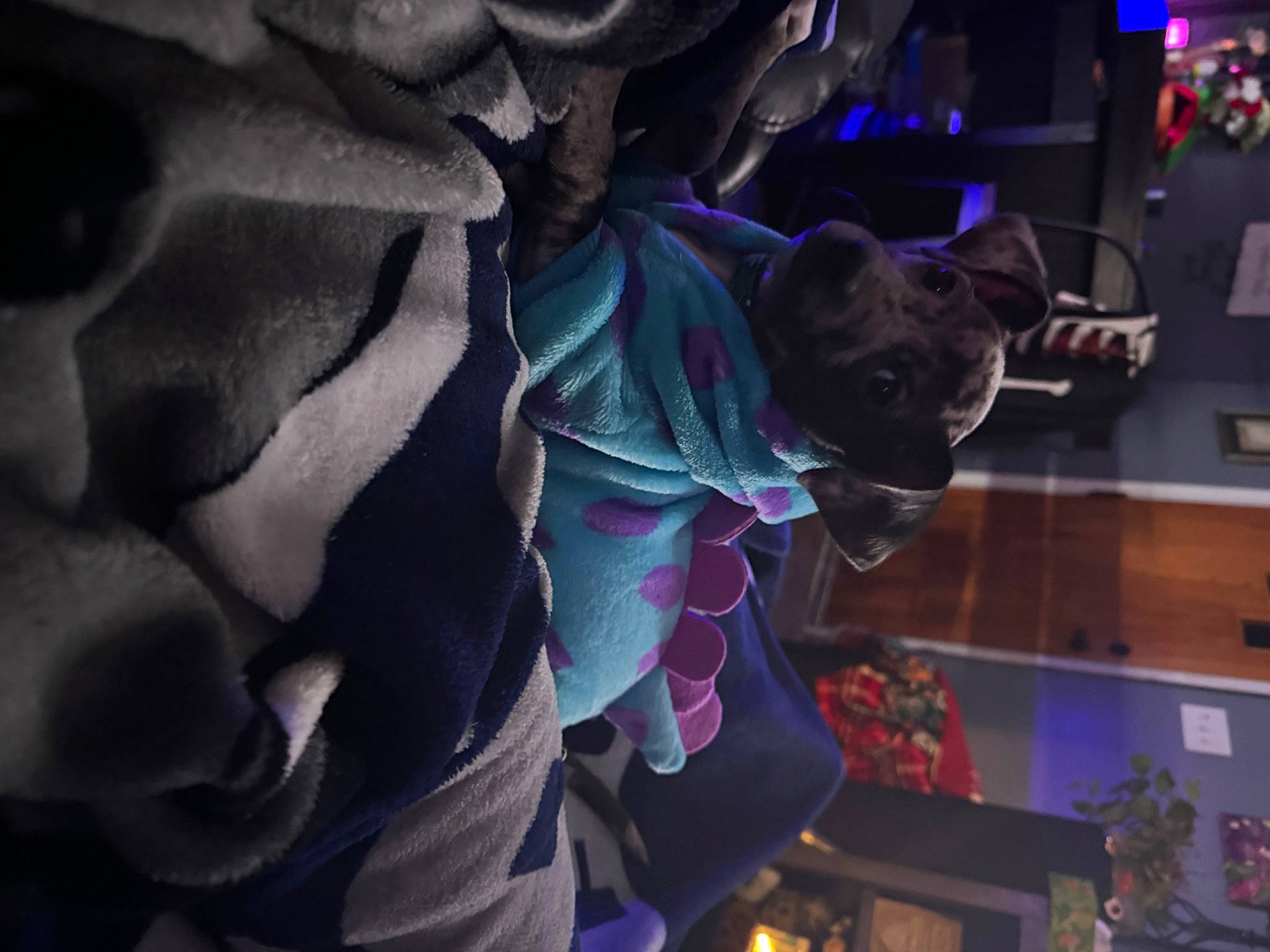 Romeo is registered to the contest to win money with this photo: carmine, electric_blue, event, felidae, fictional_character, fun, fur, magenta, pattern, petal, plant, purple, room, small_to_medium_sized_cats, textile, tree