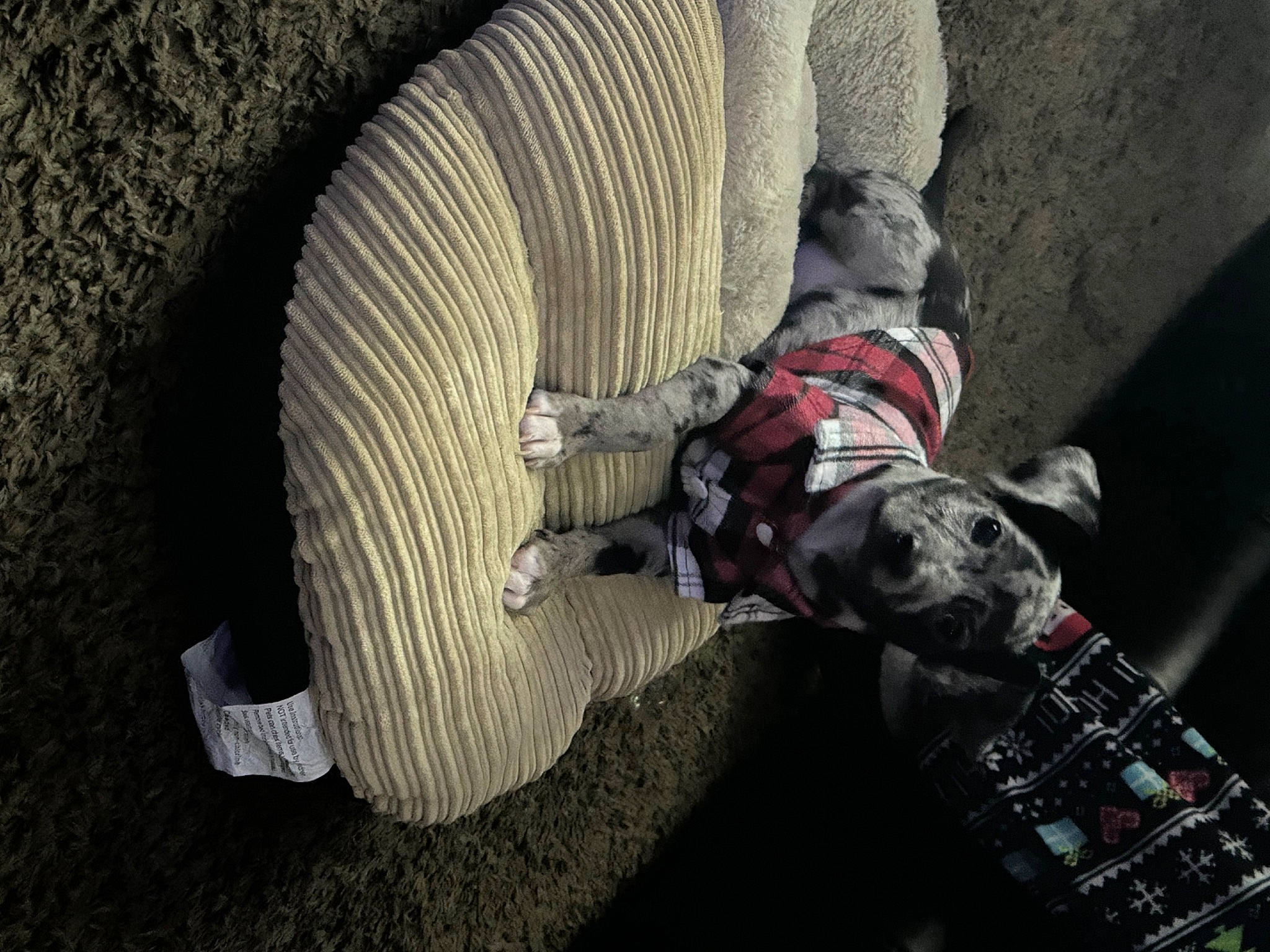 Romeo joined the competition — help win amazing prizes! arch, auto_part, automotive_tire, automotive_wheel_system, carmine, comfort, concrete, grey, pattern, personal_protective_equipment, pipe, plaid, recreation, rock, tartan, tree, wood