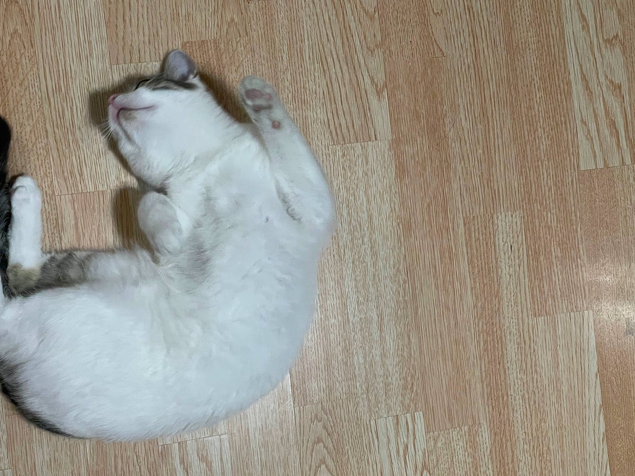 Willow joined the competition — help win amazing prizes! canidae, carnivore, cat, comfort, companion_dog, dog_breed, fawn, felidae, flooring, fur, hardwood, paw, small_to_medium_sized_cats, snout, sporting_group, tail, terrestrial_animal, varnish, whiskers, wood