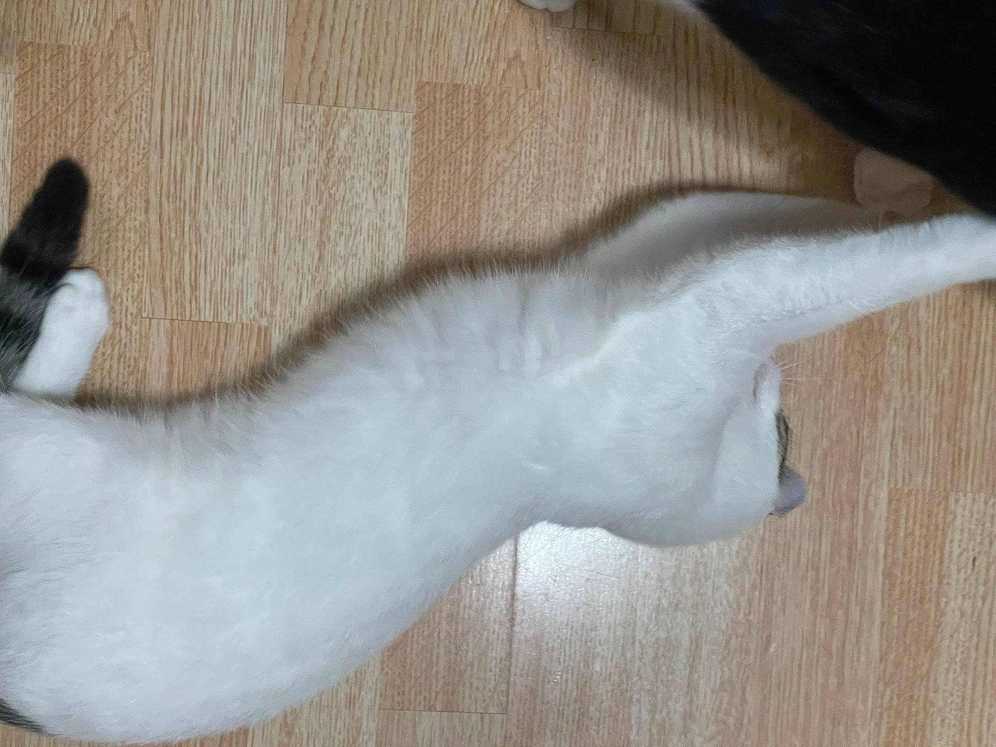 Willow joined the competition — help win amazing prizes! carnivore, cat, claw, comfort, dog_breed, fawn, felidae, flooring, foot, fur, gesture, hardwood, human_leg, paw, small_to_medium_sized_cats, tail, terrestrial_animal, toe, whiskers, wood