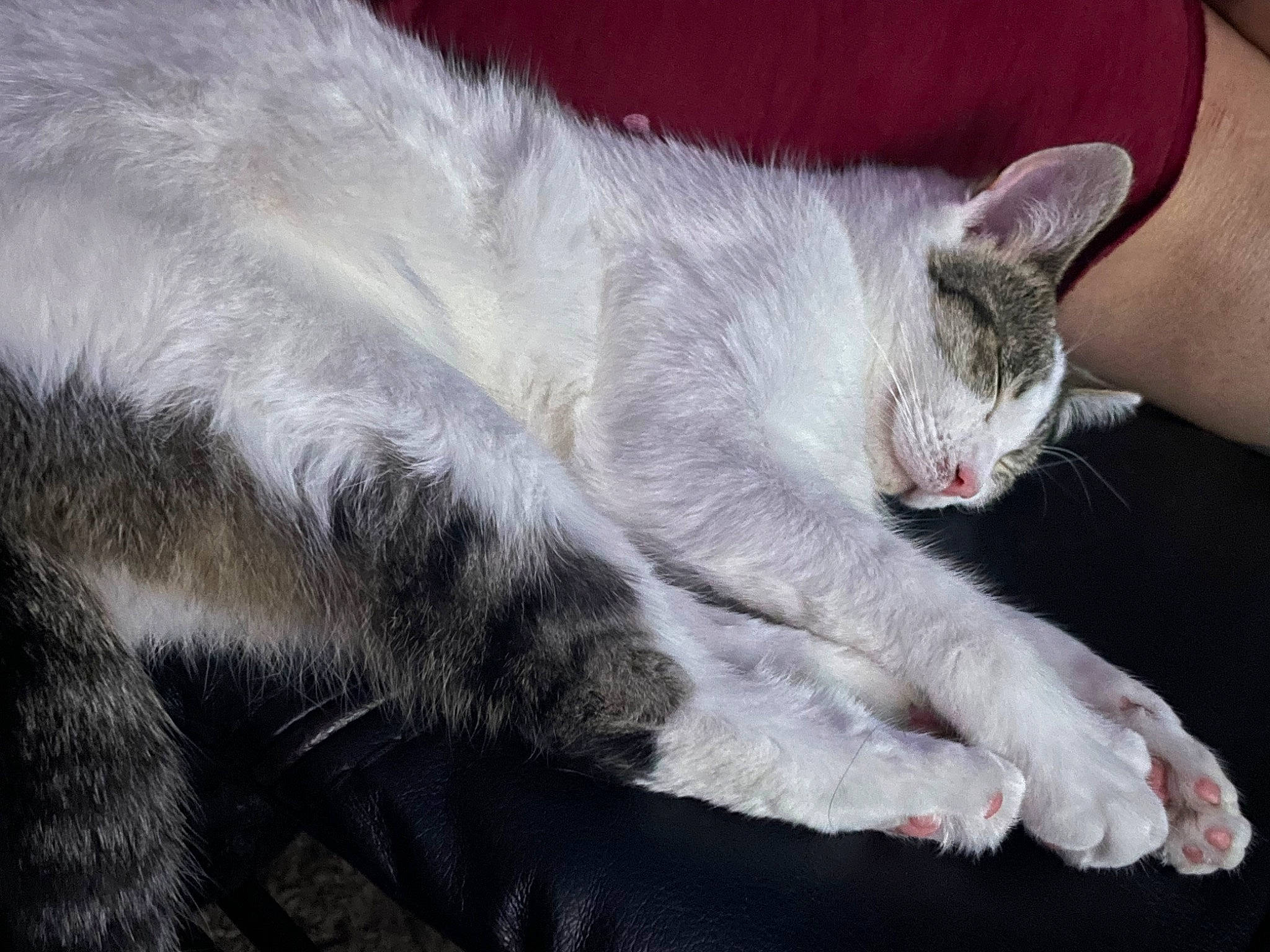 Willow is registered to the contest to win money with this photo: carnivore, cat, claw, comfort, domestic_short_haired_cat, eye, felidae, foot, fur, grey, nap, paw, sleep, small_to_medium_sized_cats, snout, tail, whiskers