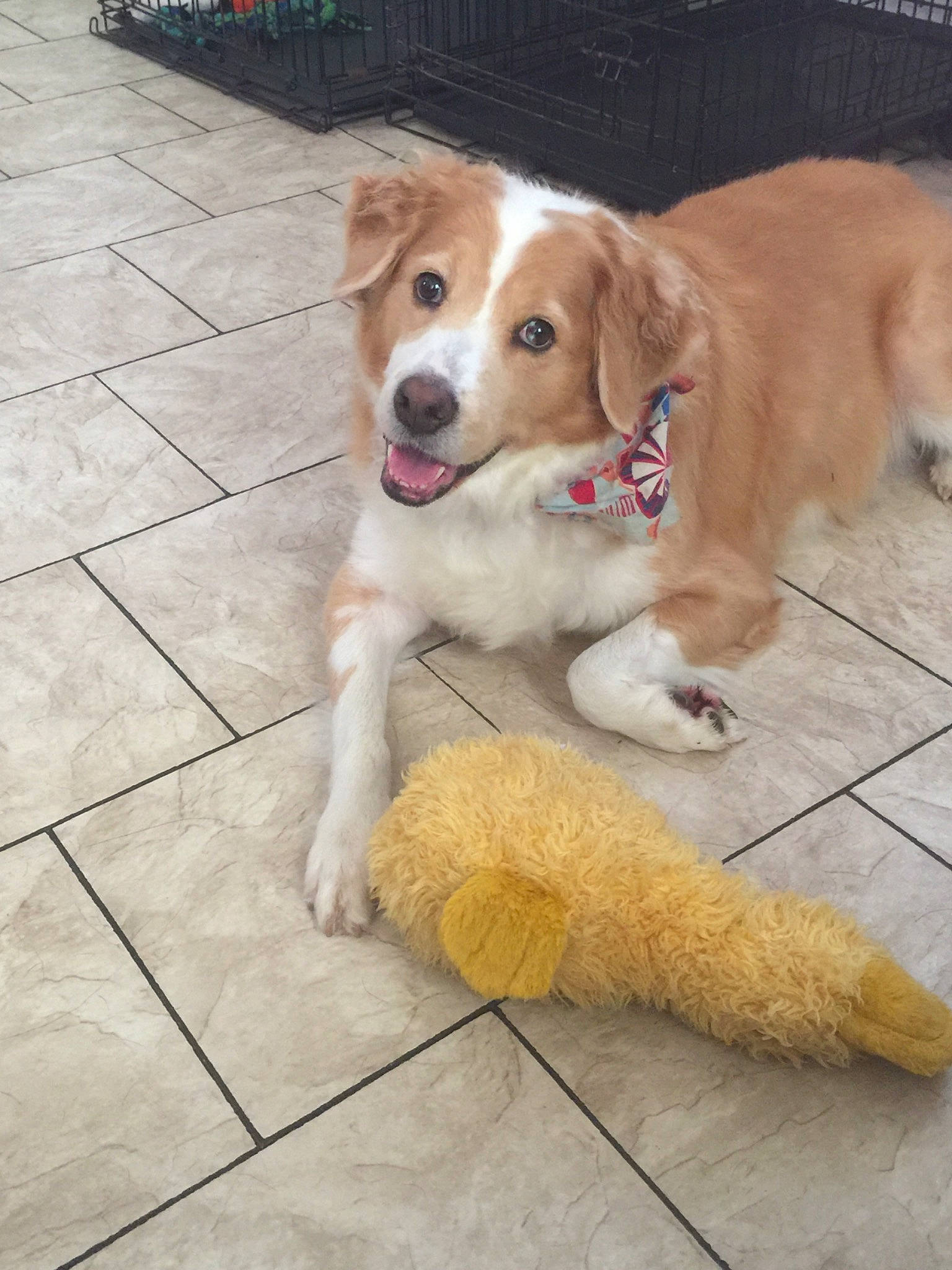 Sadie Belle joined the competition — help win amazing prizes! border_collie, canidae, carnivore, companion_dog, dog, dog_breed, fawn, golden_retriever, mammal, puppy, rare_breed_dog, small_greek_domestic_dog, snout, sporting_group, street_dog, vertebrate