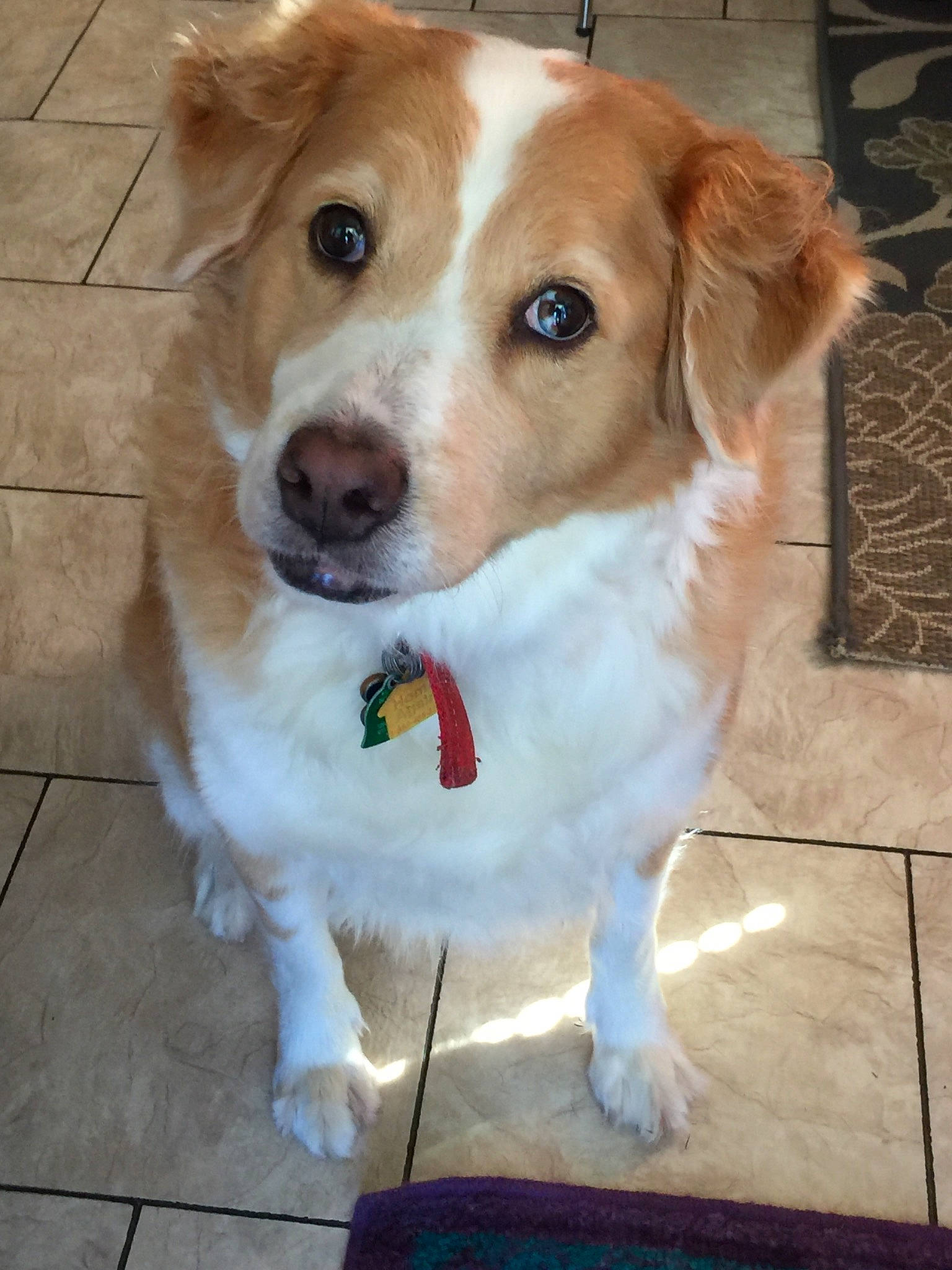 Sadie Belle joined the competition — help win amazing prizes! border_collie, brittany, canidae, carnivore, companion_dog, dog, dog_breed, kooikerhondje, kromfohrlander, mammal, puppy, rare_breed_dog, small_greek_domestic_dog, sporting_group, working_dog