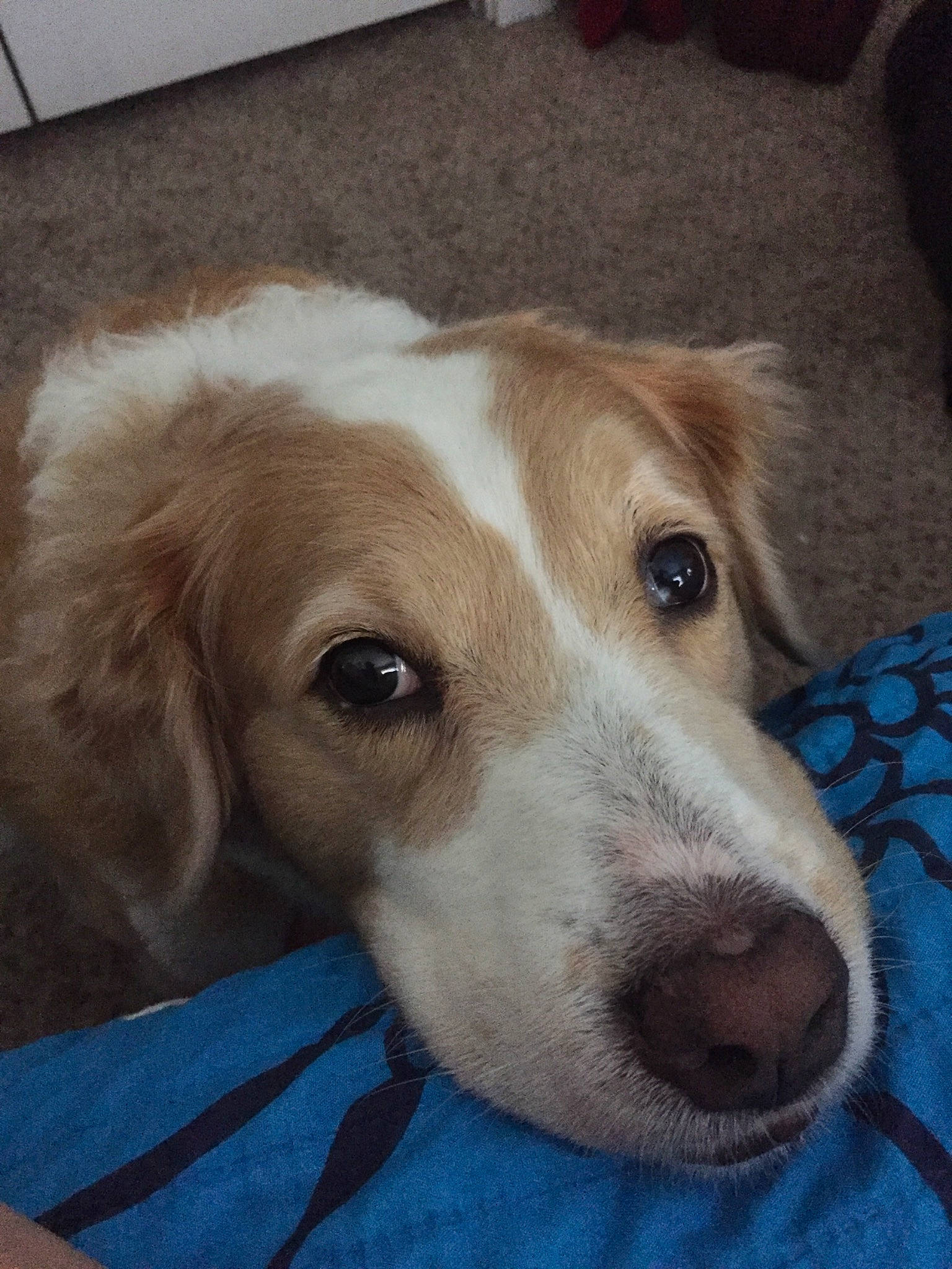 Sadie Belle is registered to the contest to win money with this photo: beagador, canidae, carnivore, companion_dog, dog, dog_breed, mammal, rare_breed_dog, retriever, small_greek_domestic_dog, snout, sporting_group, vertebrate