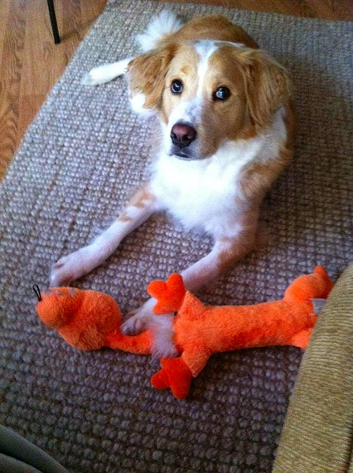 Sadie Belle joined the competition — help win amazing prizes! brittany, canidae, carnivore, companion_dog, dog, dog_breed, kooikerhondje, kromfohrlander, mammal, nova_scotia_duck_tolling_retriever, puppy, rare_breed_dog, small_greek_domestic_dog, spaniel, sporting_group, vertebrate