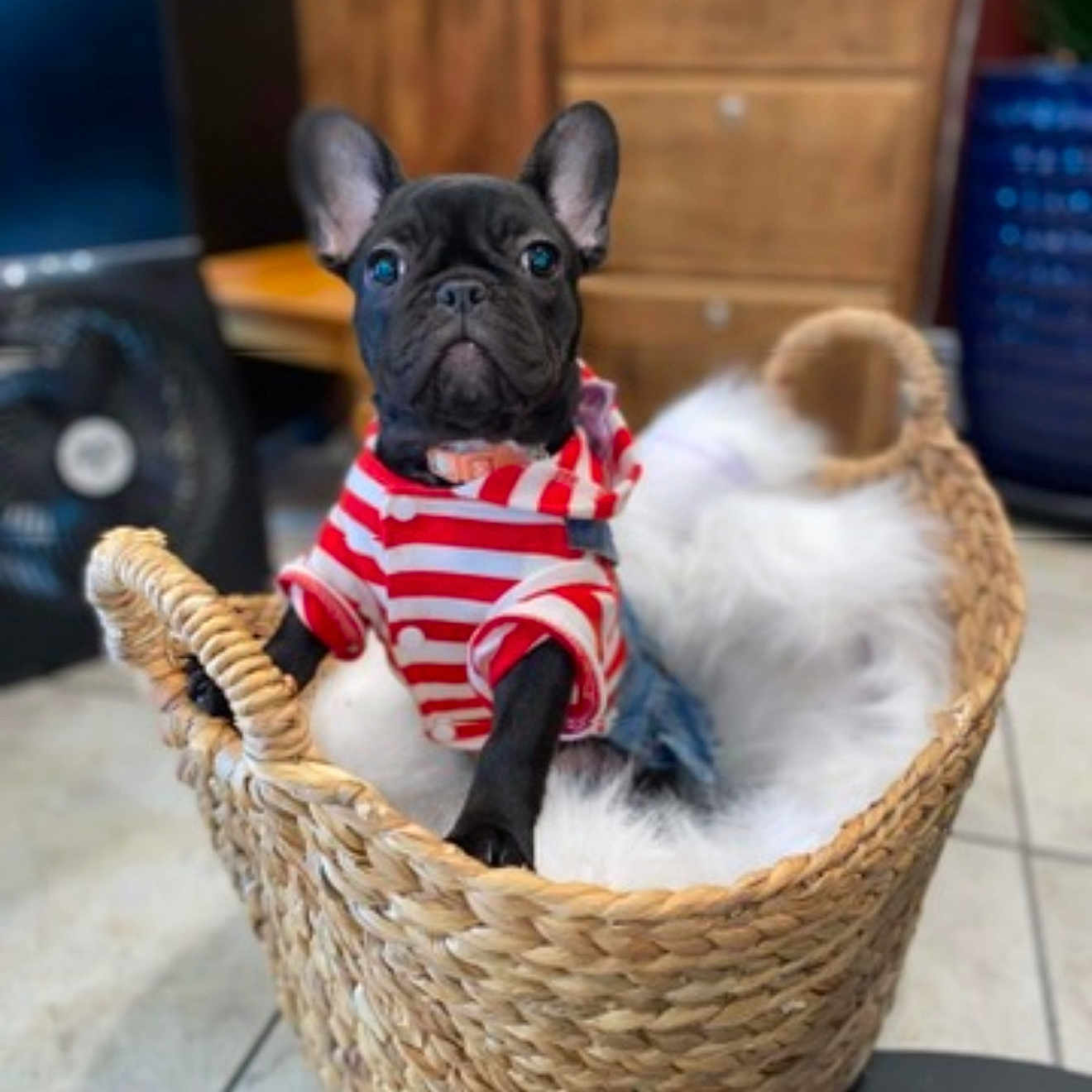 Doo joined the competition — help win amazing prizes! animal, bulldog, canine, dog, dogbed, frenchbulldog, fun, leisureactivities, pet, picnic, puppy