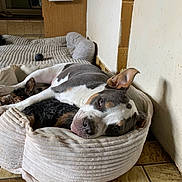 Kira participe au concours pour gagner de l'argent avec cette photo : dog, pet_bed, floor, tile, indoor, blanket, snuggling, relaxed, cozy, small_dog, large_dog, wall, vacuum_attachment, wood, household, resting, animal, companion, fur, comfort