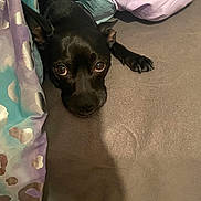 Bo Chi joined the competition — help win amazing prizes! dog, black_dog, blanket, bed, cozy, indoor, pet, animal, cute, lying_down, fur, ears, eyes, nose, paw, resting, soft, comfort, warm, curious