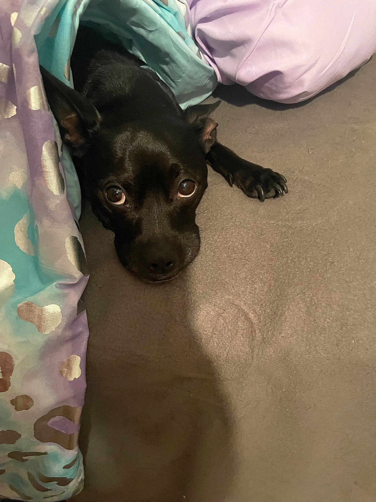 Bo Chi joined the competition — help win amazing prizes! dog, black_dog, blanket, bed, cozy, indoor, pet, animal, cute, lying_down, fur, ears, eyes, nose, paw, resting, soft, comfort, warm, curious