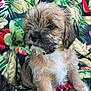 adorable, animal, brown_fur, closeup, companion, curious, cushion, cute, dog, fluffy, indoor, pet, portrait, puppy, sitting, small, soft_light, tropical_pattern, white_chest, young