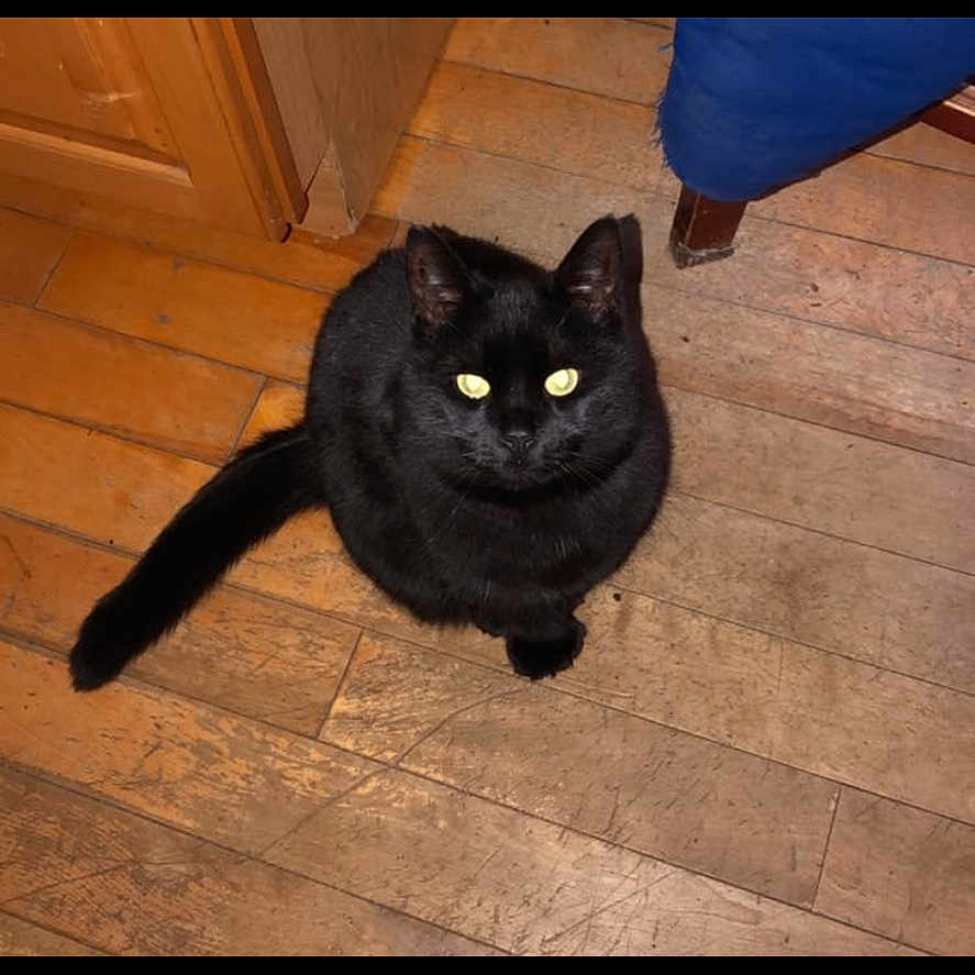 Ebony is registered to the contest to win money with this photo: animal, blackcat, cat, hardwood, indoors, interiordesign, kitten, manx, pet, plywood, wood