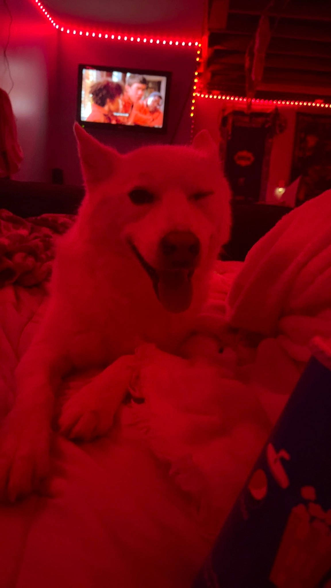 Rocky is registered to the contest to win money with this photo: canidae, carmine, carnivore, comfort, companion_dog, darkness, dog, dog_breed, event, felidae, fun, fur, magenta, non_sporting_group, pink, room, snout, terrestrial_animal, whiskers