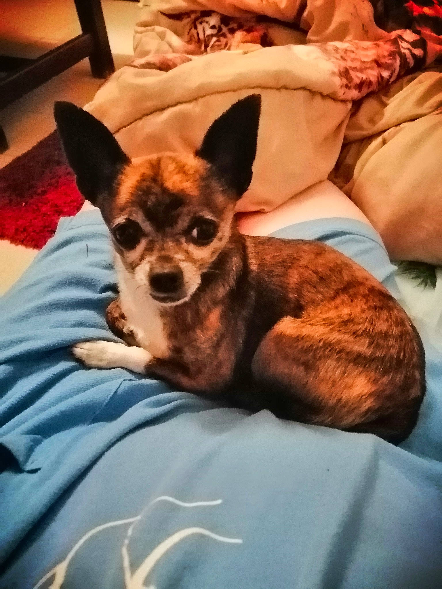 Eliot participe au concours pour gagner de l'argent avec cette photo : bed, canidae, carnivore, chihuahua, comfort, companion_dog, couch, dog, dog_breed, dog_supply, ear, fawn, fur, furniture, linens, pillow, snout, sporting_group, toy_dog, whiskers