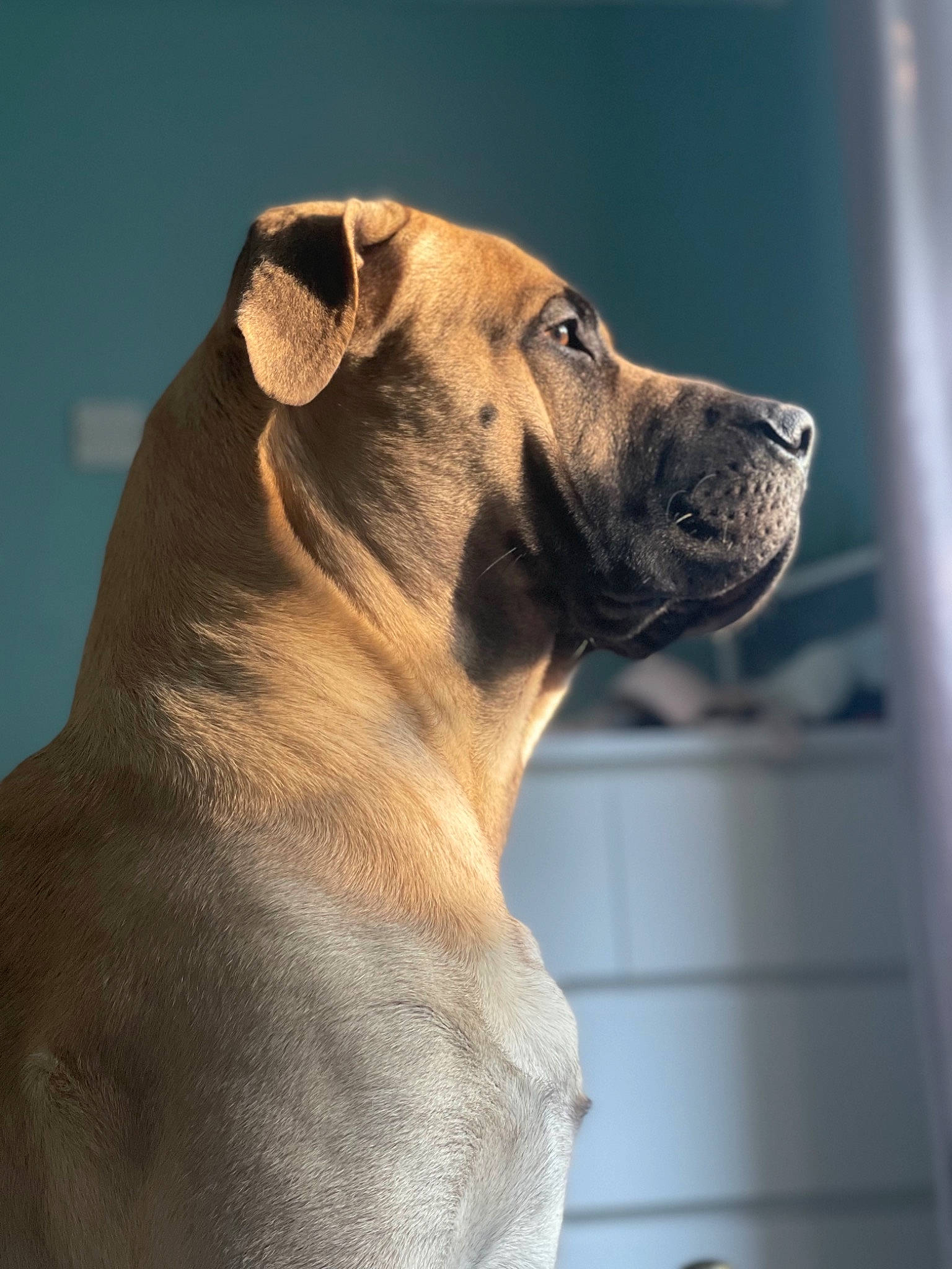 Rupert is registered to the contest to win money with this photo: ancient_dog_breeds, canidae, carnivore, collar, companion_dog, dog, dog_breed, dog_collar, fawn, fur, non_sporting_group, pet_supply, snout, sporting_group, terrestrial_animal, whiskers, wildlife, window, working_animal, wrinkle