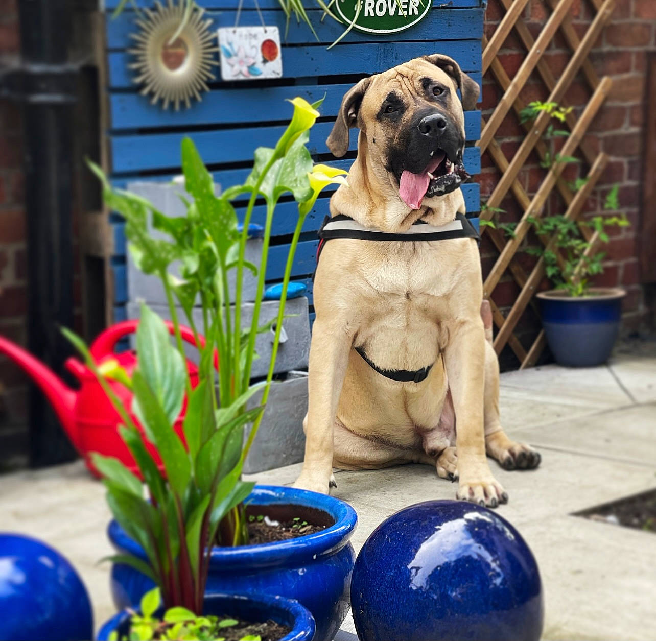 Rupert is registered to the contest to win money with this photo: art, blue, carnivore, collar, companion_dog, dog, dog_breed, dog_collar, fawn, flower, flowerpot, grass, houseplant, lawn_ornament, pet_supply, plant, sporting_group, vase, vertebrate, working_animal